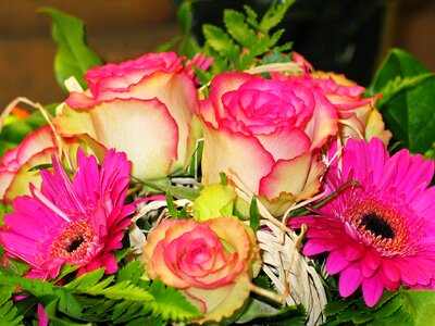 Roses pink vase photo