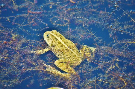 Water aquatic animal water frog