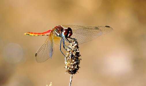 Beauty red dragonfly dragonfly photo