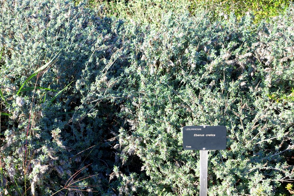 Ebenus cretica - Jardín Botánico de Barcelona - Barcelona, Spain - DSC09245