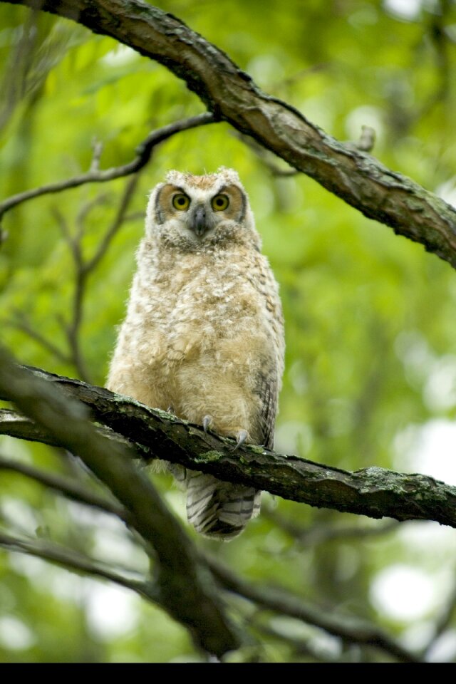 Wildlife nature perched