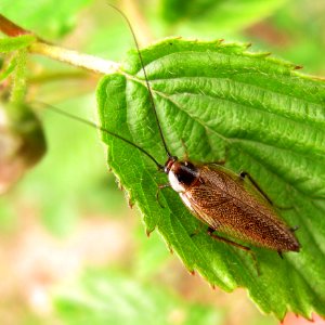 Ectobius lapponicus Male - NL-Kabeljauw20090525 1751