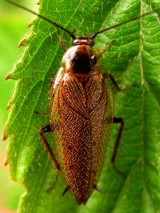Ectobius lapponicus Male - NL-Kabeljauw20090525 1752crop