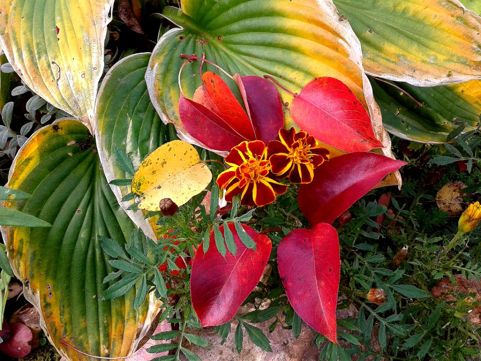 Eco Del Otoño (186379497)