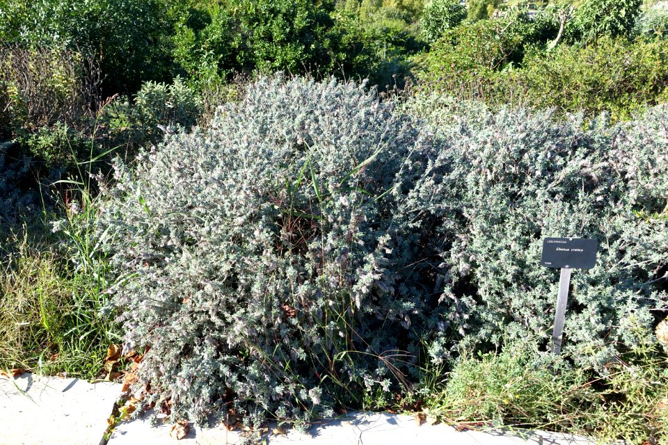 Ebenus cretica - Jardín Botánico de Barcelona - Barcelona, Spain - DSC09246