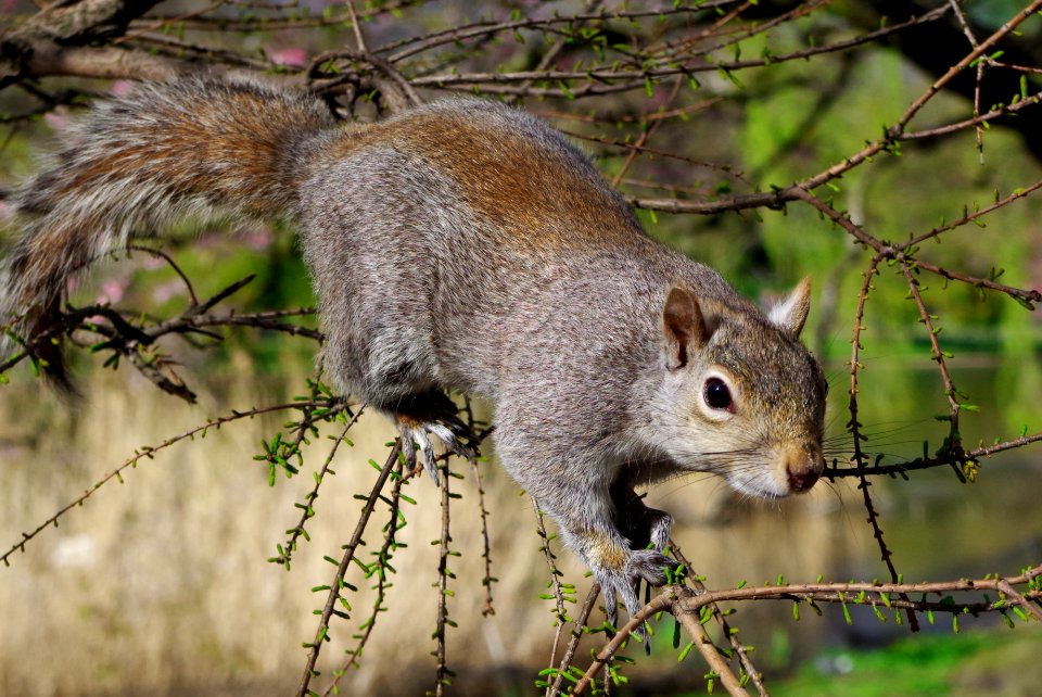 Ecureuil sur une branche