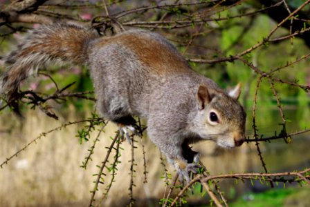 Ecureuil sur une branche