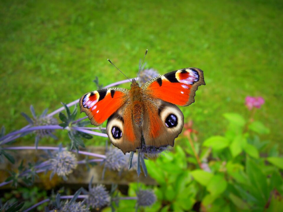 Animal insect in bloom