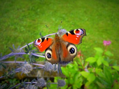 Animal insect in bloom photo