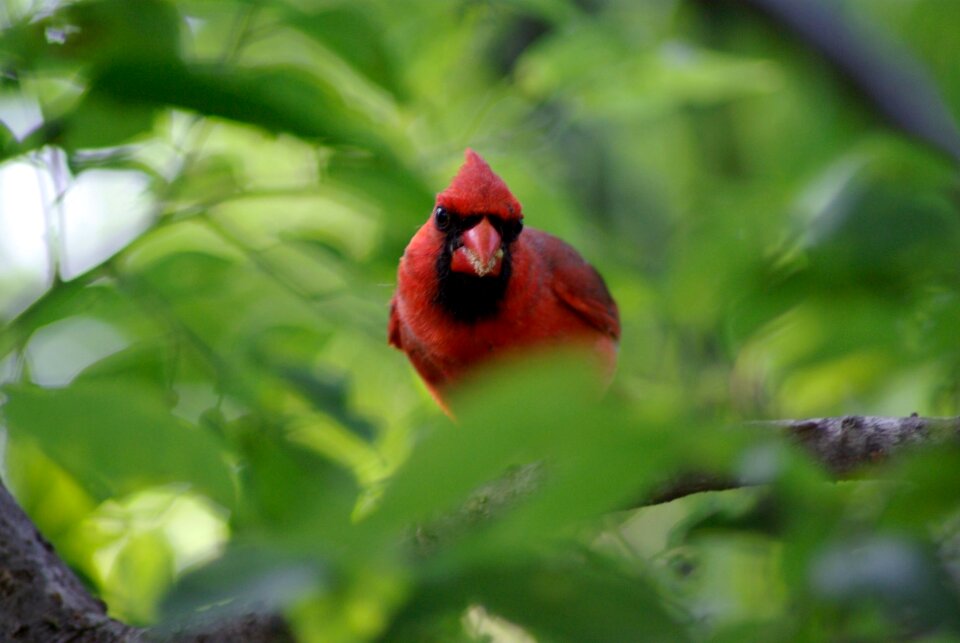 Colorful natural songbird