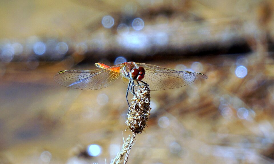 Red wings flying insect