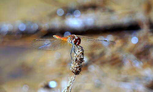 Red wings flying insect photo