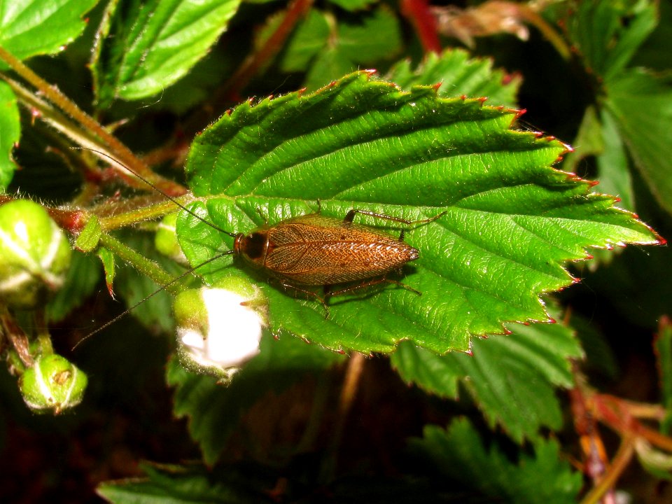 Ectobius lapponicus Male - NL-Kabeljauw20090525 1742