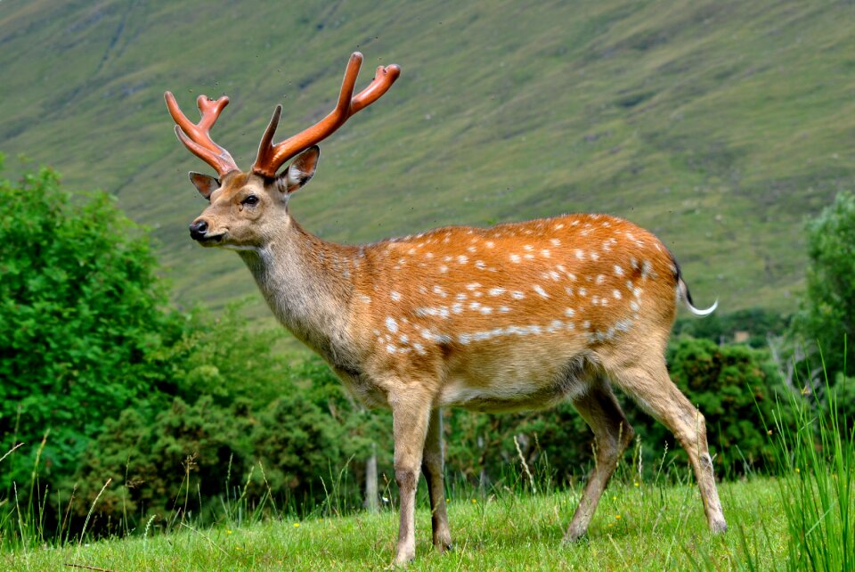 Manchurian stag summer coat antlers in velvet