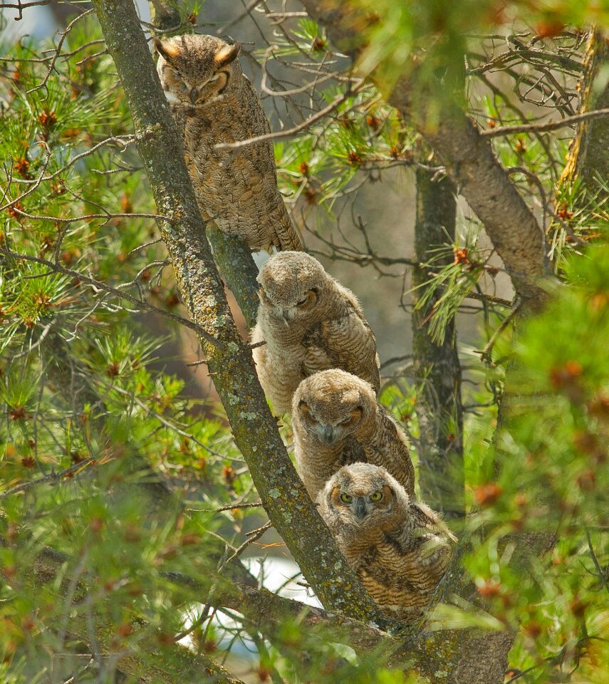Babies birds wildlife