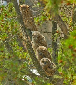 Babies birds wildlife