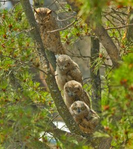 Babies birds wildlife photo