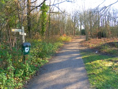 Eastward view along Footpath in Coldean Wood, Coldean, Brighton (December 2012) photo