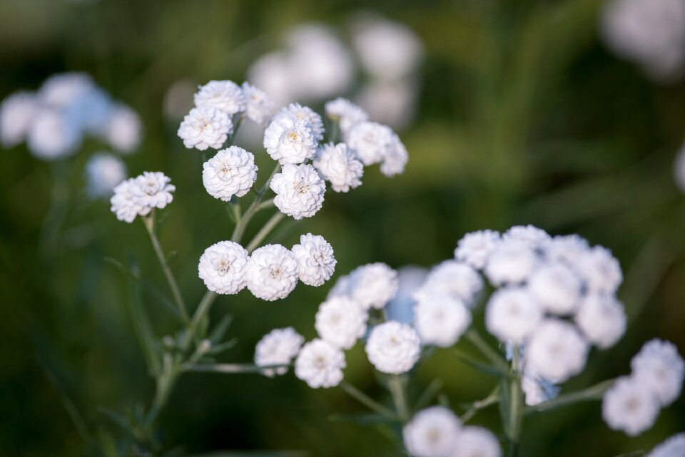 Flowers white white flowers