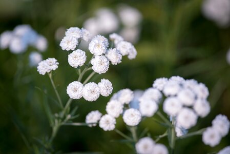 Flowers white white flowers