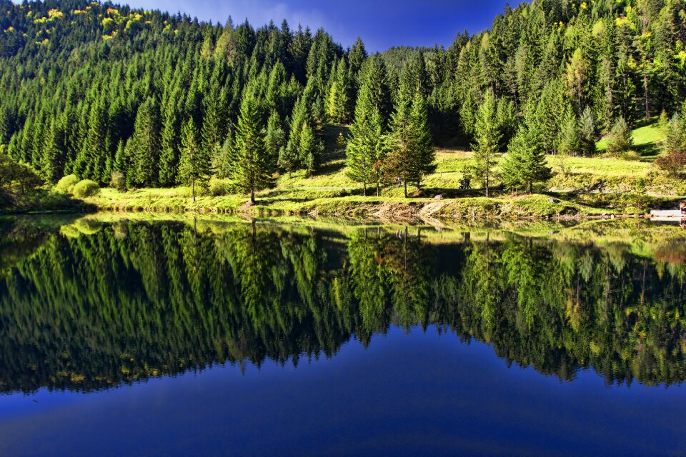 Country forest trees
