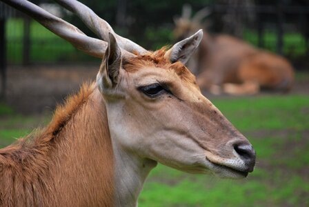 Animal zoo horns