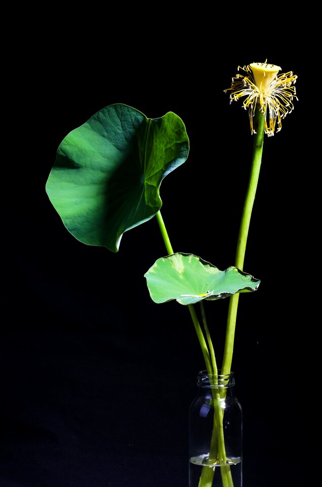 Potted plants black background lotus leaf
