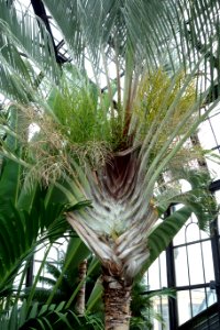 Dypsis decaryi - Longwood Gardens - DSC01242
