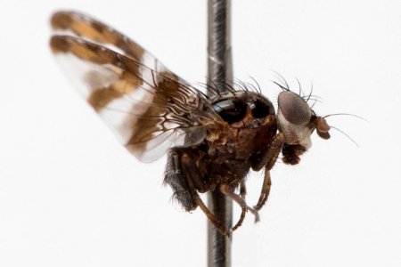 Dyscrasis hendeli, side view