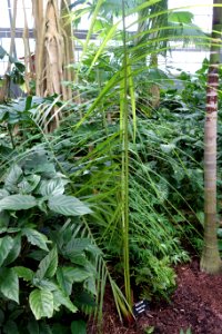 Dypsis carlsmithii - Krohn Conservatory - DSC03691