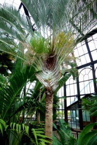 Dypsis decaryi - Longwood Gardens - DSC01243