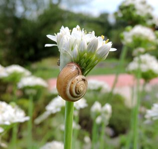Snail chive flowers nature photo