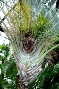 Dypsis decaryi - Longwood Gardens - DSC01250