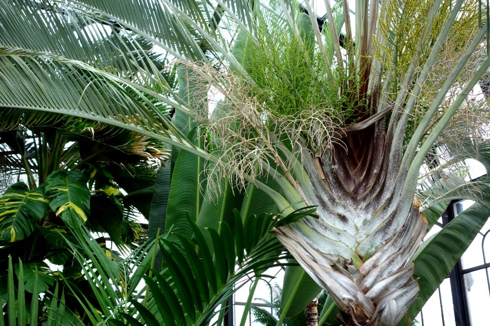 Dypsis decaryi - Longwood Gardens - DSC01244