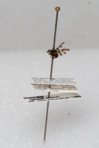 Dyscrasis hendeli, with labels