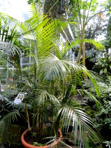 Dypsis lutescens - Palmengarten Frankfurt - DSC01829