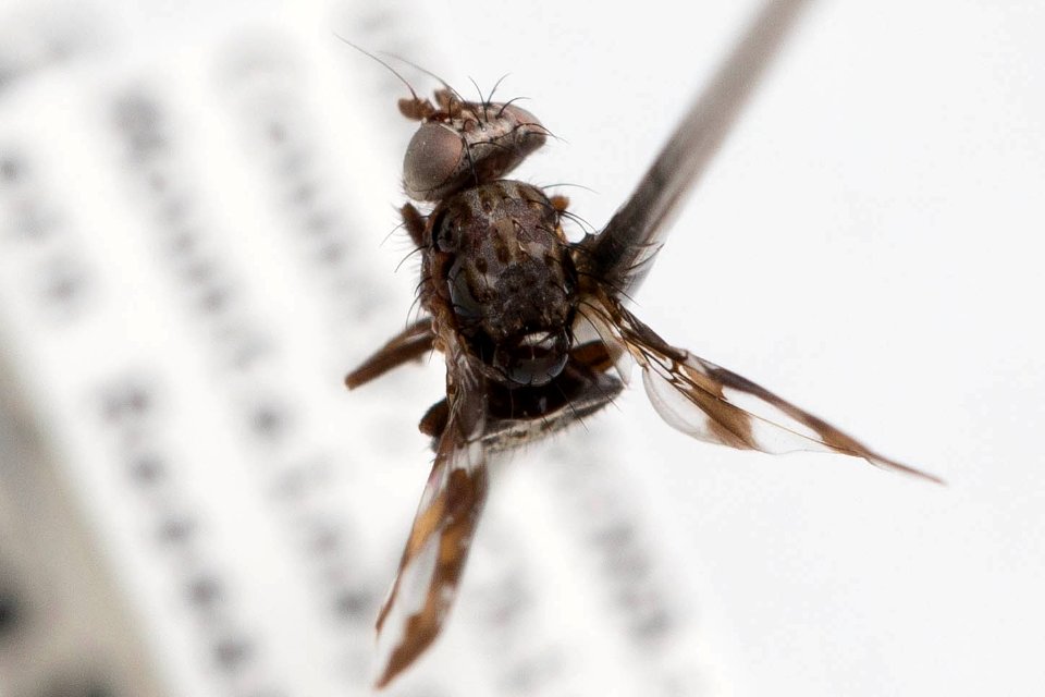 Dyscrasis hendeli, dorsal view