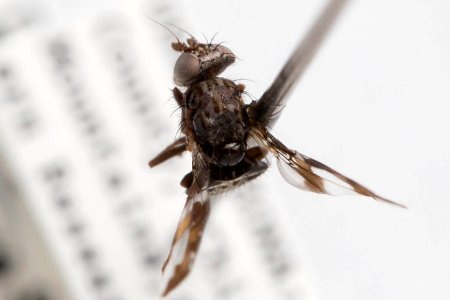 Dyscrasis hendeli, dorsal view