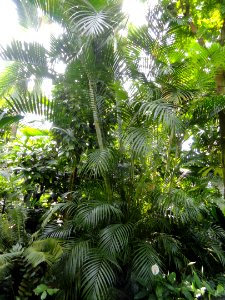 Dypsis lutescens - Palmengarten Frankfurt - DSC01821