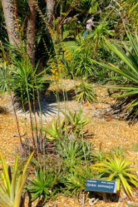 Dyckia microcalyx - Marie Selby Botanical Gardens - Sarasota, Florida - DSC01307