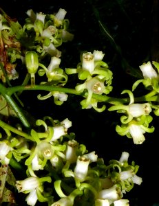 Dysoxylum spectabile3 by Peter de Lange