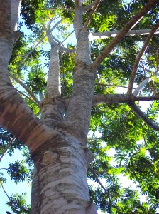Dysoxylum rufum trunk & leaves photo