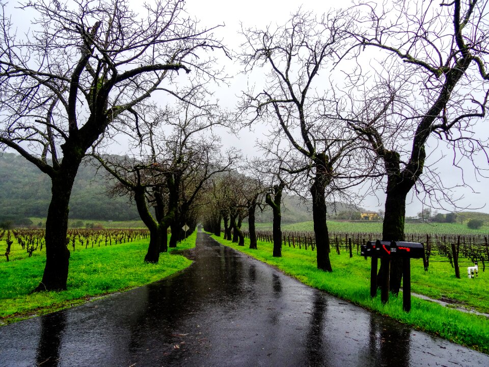 Wet precipitate nature