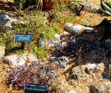 Dyckia platyphylla - Marie Selby Botanical Gardens - Sarasota, Florida - DSC01297