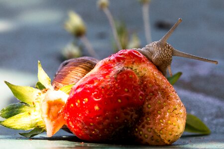 Shell food fruit