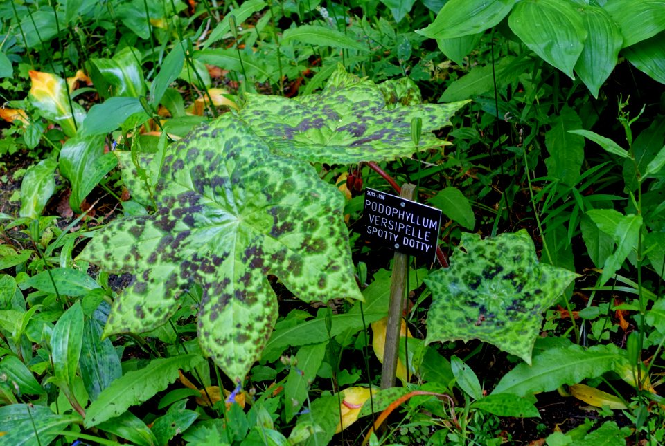 Dysosma versipellis 'Spotty Dotty' (Podophyllum versipelle) - Savill Garden - Windsor Great Park, England - DSC06476