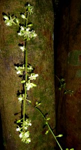 Dysoxylum spectabile4 by Peter de Lange