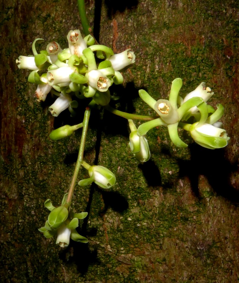 Dysoxylum spectabile by Peter de Lange