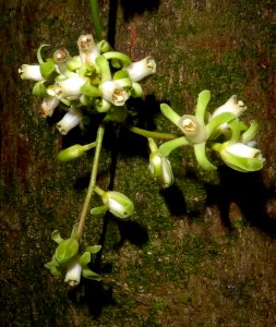 Dysoxylum spectabile by Peter de Lange