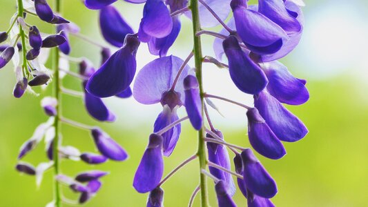 Purple outdoor nature